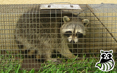 Washington DC trapping